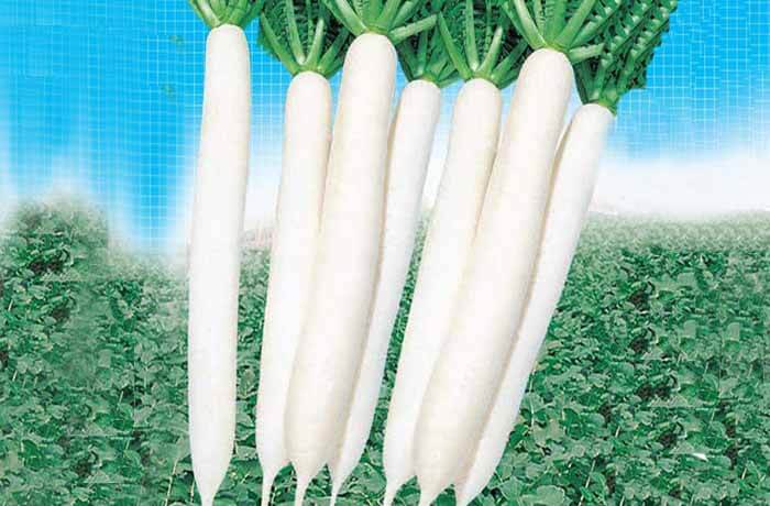 RADISH EVARY WHITE F1